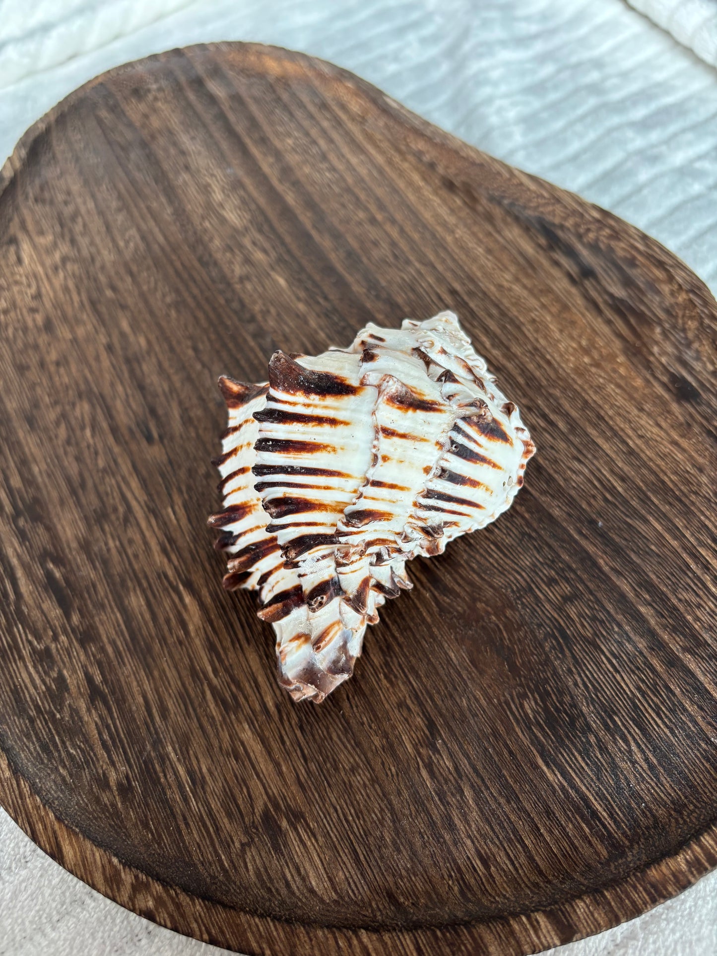 Zebra schelp uit de Filipijnen